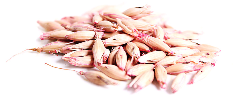 Mapa AVENA CHIHUAHUA