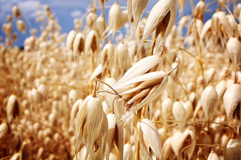 AVENA Semillas Iyadilpro