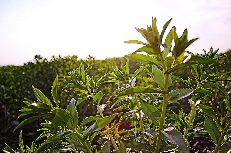 CÁRTAMO Semillas Iyadilpro