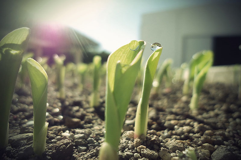 comercialización de semillas para el campo