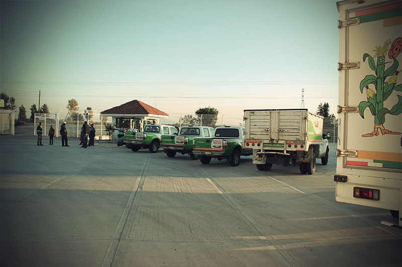 semillas híbridas al menor precio del mercado